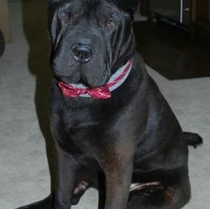 Meet your Posher, Thomas